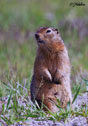 Spermophilus parryii